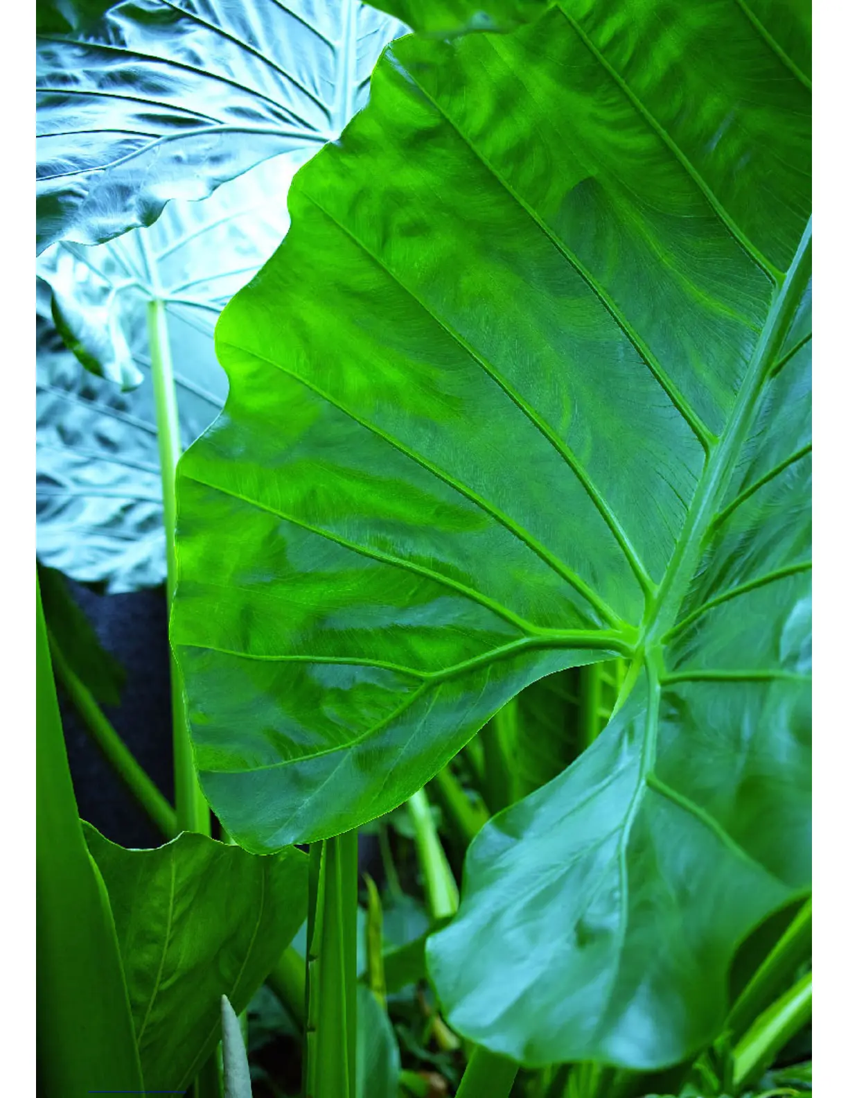 Page #3 background image