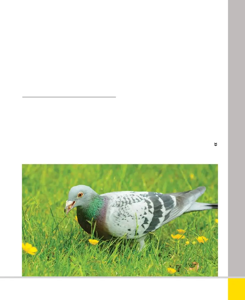 Page #171 background image