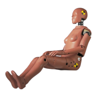 Preview: Humanetics Hybrid III 5th Female